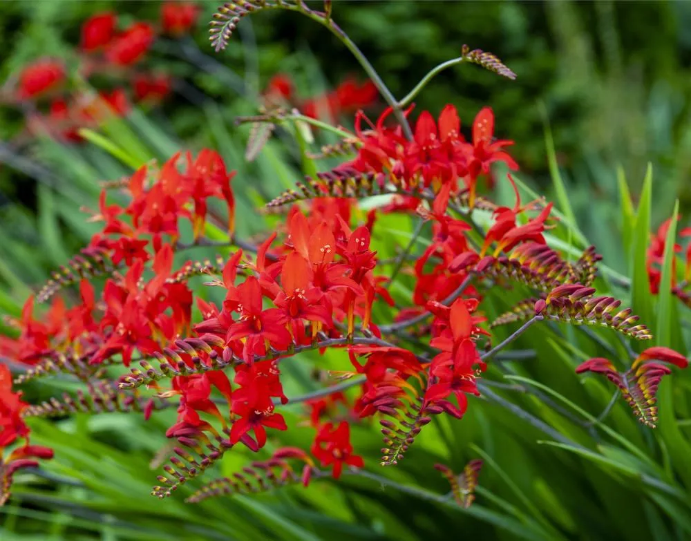 Plant finder