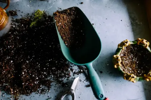 Coffee grounds in the garden