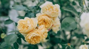 April in the garden - Blog Header