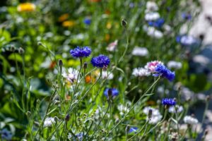 Caring for plants in the heat of the summer - Blog Header
