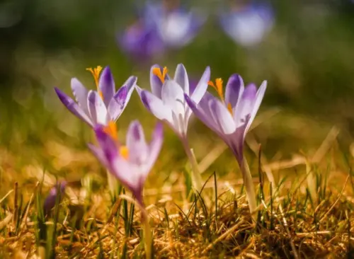 Crocus