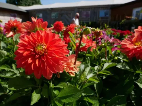 August in the garden - Blog Header