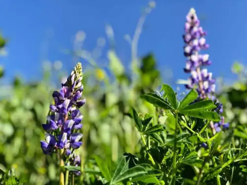 How to care for lupins - Blog Header