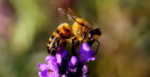 May in the garden - Blog Header
