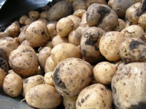 Beginners guide to chitting potatoes - blog header