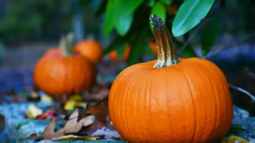 Pumpkin in the garden