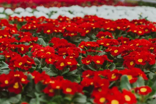 Winter bedding plants