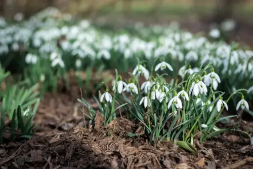 Snowdrop flowers growing in garden