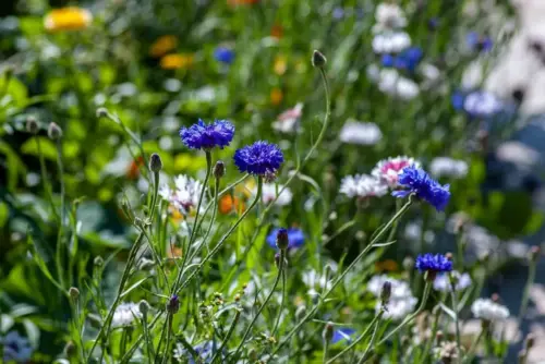 Colourful cornflowers in the sun