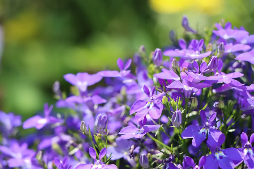 Purple lobelia flowers