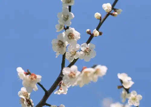 Cherry blossom tree branch against a blue sky background