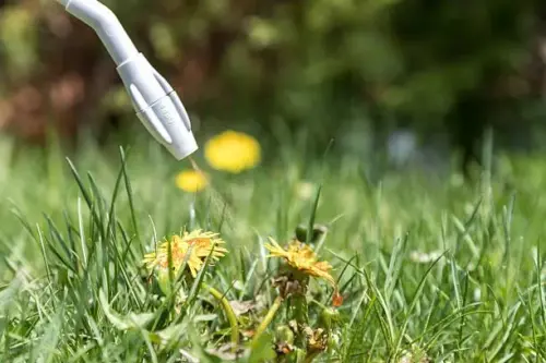Close up of weed control on Dandelion