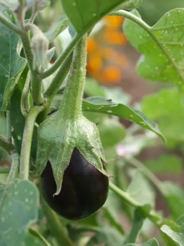 Aubergine plant august