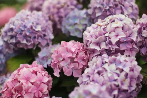Hydrangeas in the garden in August