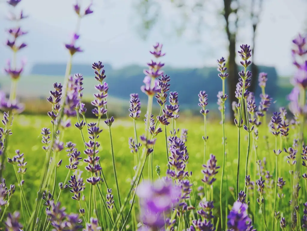 Trim lavender in August