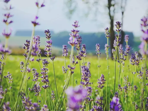 Trim lavender in August