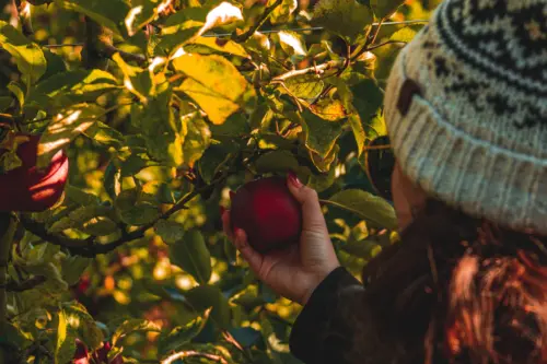 Harvesting apples - gardening jobs for September