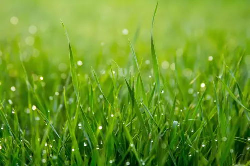 September lawn care