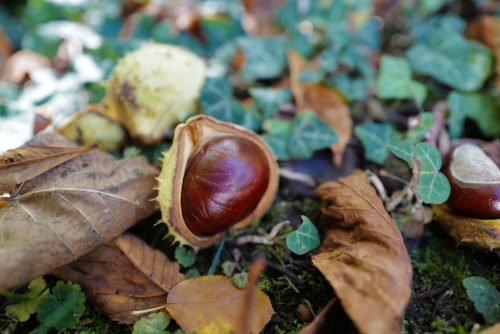 Autumn garden
