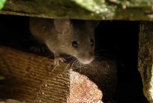 Mouse feeding on scone in house garden.