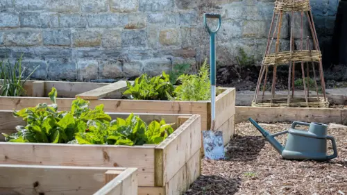 Raised beds allotment gardening
