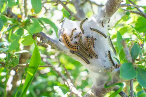 Tent caterpillar nest in plants