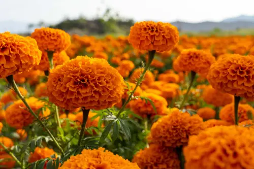 Yellow African Marigold bedding plant