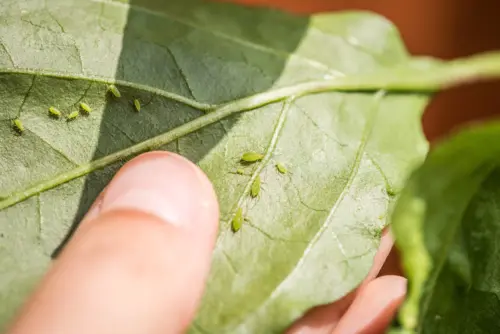 Close-up of green aphids on a leaf