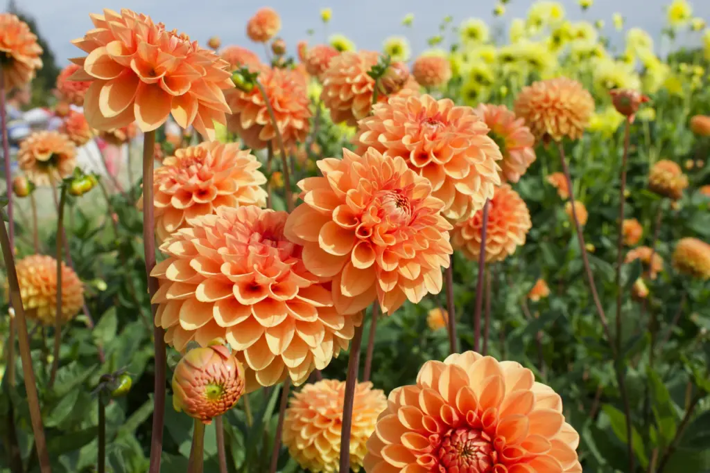 Dahlia - August in the garden