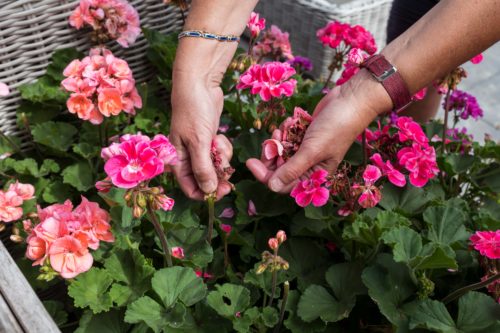 Hands deadheading and pruning faded flowers from pink geraniums