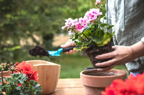 Pink Geraniums being planted in a terracotta pot in full sun