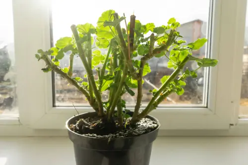 Image of a geranium plant indoors in the winter