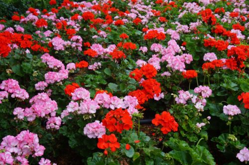 Image of pink and red geraniums planted in a border in a garden