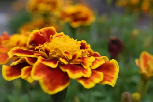 Close-up of orange and yellow marigolds in a garden