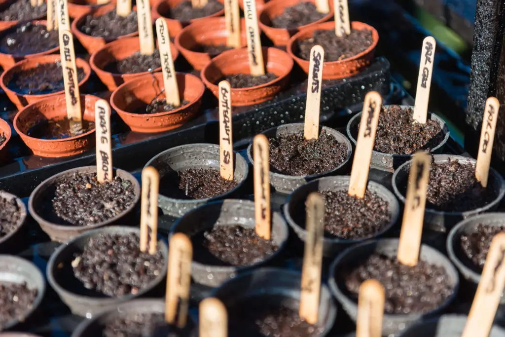 Sowing seeds in pots