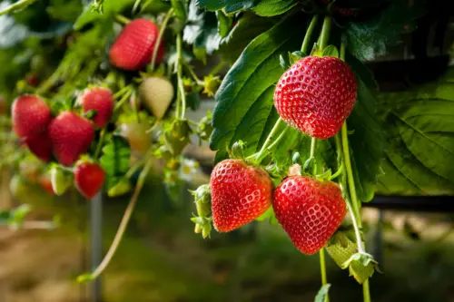 Growing strawberry plants at home