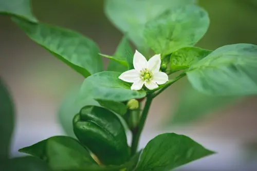Chilli pepper plant growing with a small white flower blooming