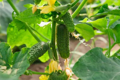 Cucumber plant growing in greenhouse