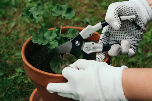 Trimming back geranium stems with secateurs