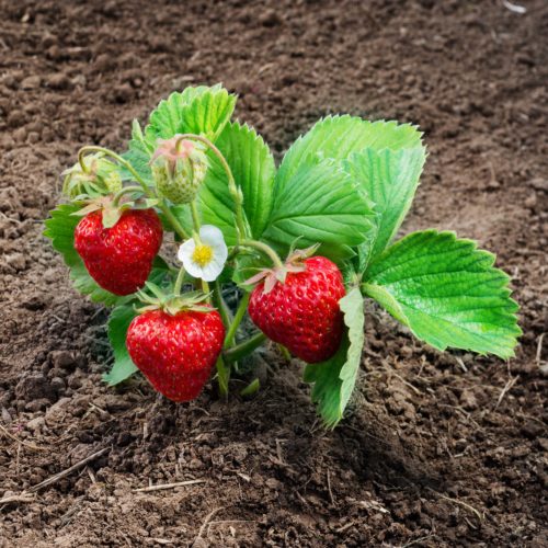 Strawberry plant growing in soil in a garden