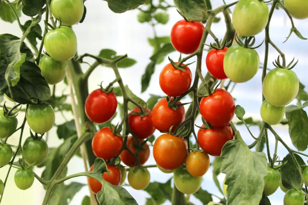 Tomato plant growing in a garden