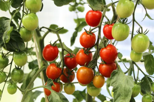 Tomato plant growing in a garden
