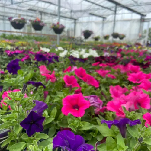 Petunias bedding plants for sale in garden centre greenhouse