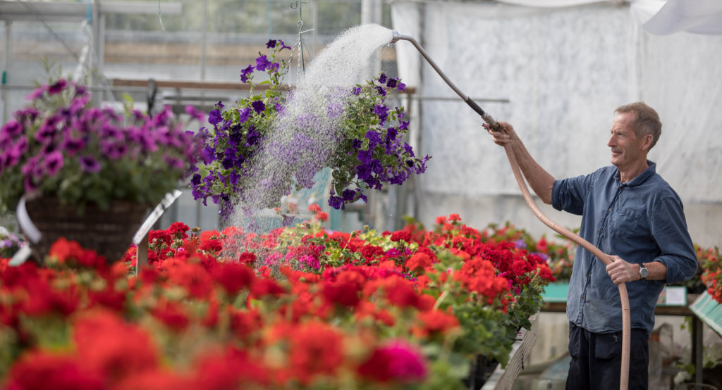 Top tips for long lasting hanging baskets Grimsby Garden Centre