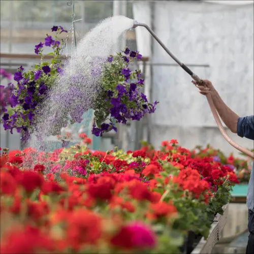 Hanging baskets