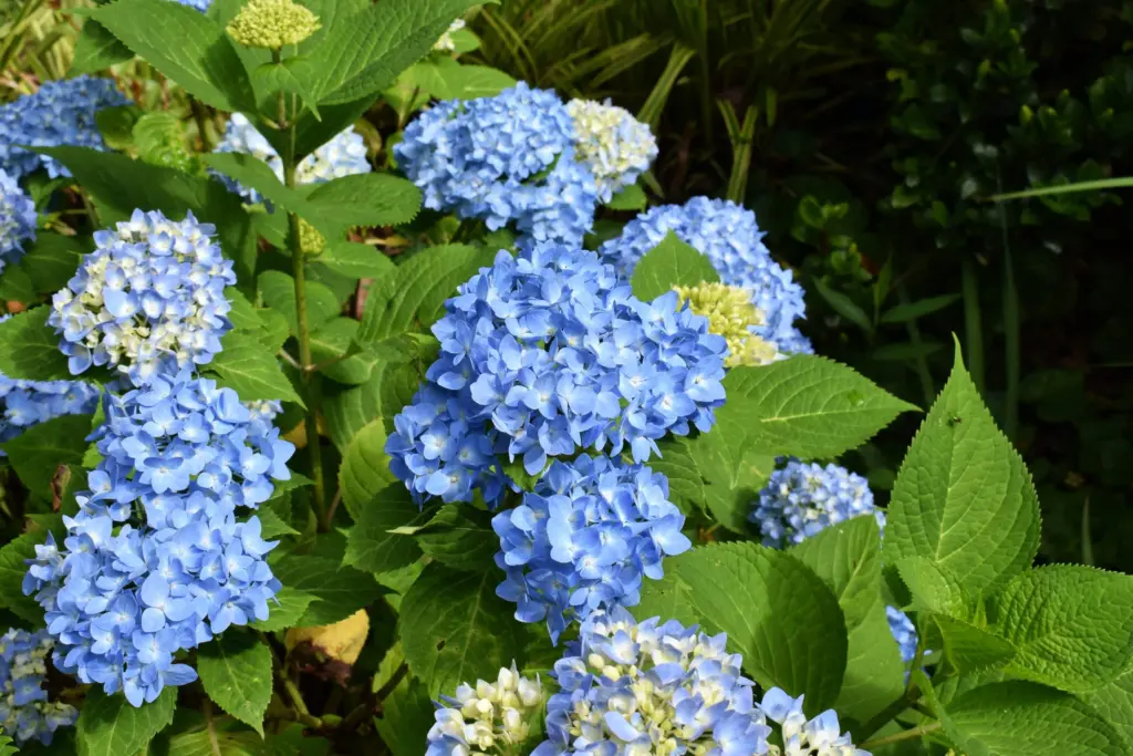 How to care for hydrangeas
