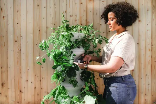 Gardening advice for beginners