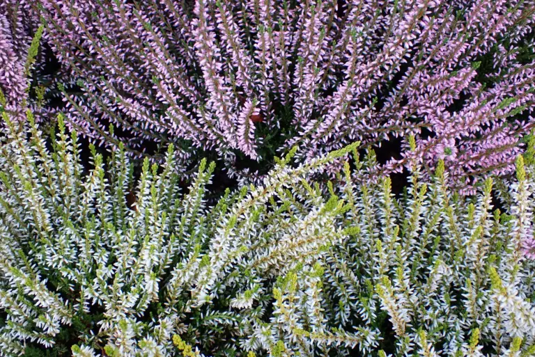 Plants to grow for beginners
