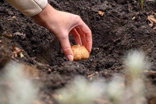 Summer flowering bulbs