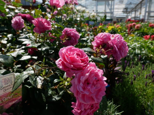 Valentine's Day Roses - Grimsby Garden Centre